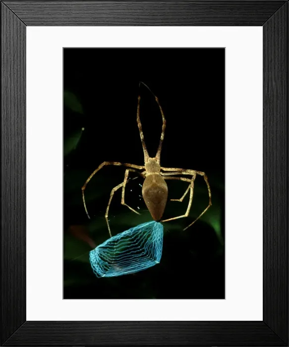 Framed Print : CLY02045. AUS-267. Net-casting spider - female making net Framed Print : CLY02045. AUS-267. Net-casting spider - female making net
