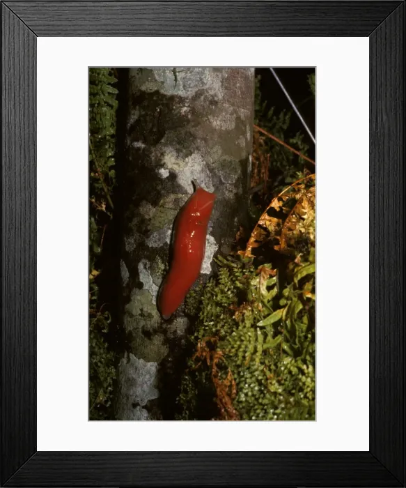 Framed Print : Red triangle slug - scarlet form Framed Print : Red triangle slug - scarlet form