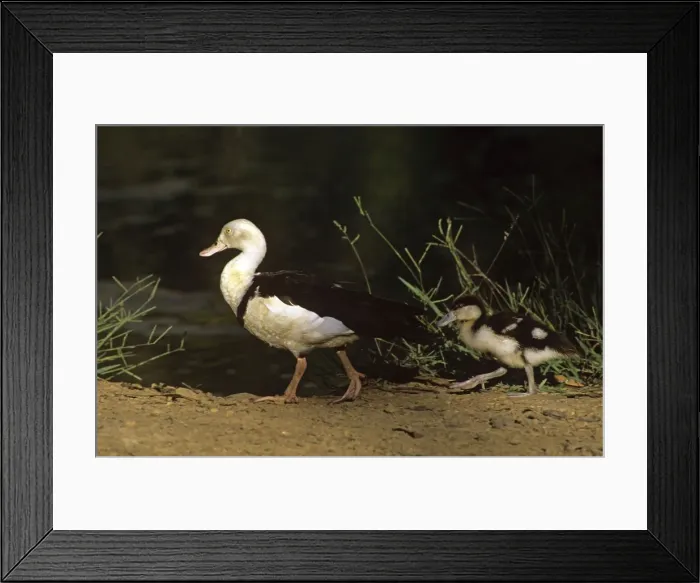 Framed Print : Radjah shelduck or Burdekin duck - adult and duckling - Northern Territory - Australia JPF29060 Framed Print : Radjah shelduck or Burdekin duck - adult and duckling - Northern Territory - Australia JPF29060