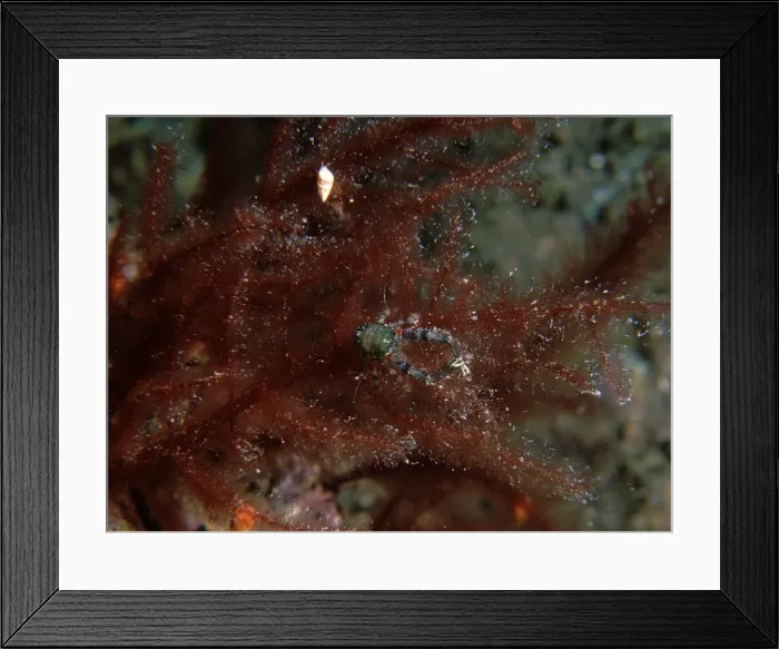 Framed Print : Squat Lobster, Galathea australiensis, A squat lobster on red algae, Port Hughes, South Australia, Australia, Southern Ocean Framed Print : Squat Lobster, Galathea australiensis, A squat lobster on red algae, Port Hughes, South Australia, Australia, Southern Ocean