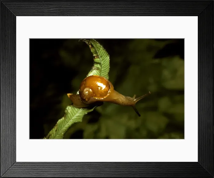 Framed Print : A semi-slug - Has very thin reduced shell. Regarded as snails on their way to becoming slugs