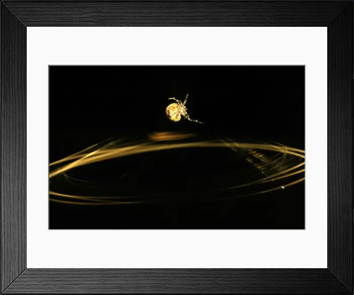Framed Print : CLY02086. AUS-308. Magnificent spider - swinging trapline.