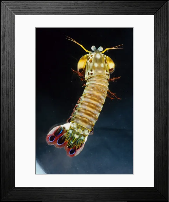 Framed Print : Mantis shrimp (Odontodactyllus scyllarus) get their name from their resemblance to preying mantis. They both have compound eyes and strong hinged fore legs for catching prey (fish and other crustaceans in the case of the mantis shrimp) Framed Print : Mantis shrimp (Odontodactyllus scyllarus) get their name from their resemblance to preying mantis. They both have compound eyes and strong hinged fore legs for catching prey (fish and other crustaceans in the case of the mantis shrimp)