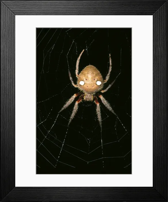 Framed Print : Garden orb-weaver - a nocturnal web-making spider, in web Framed Print : Garden orb-weaver - a nocturnal web-making spider, in web