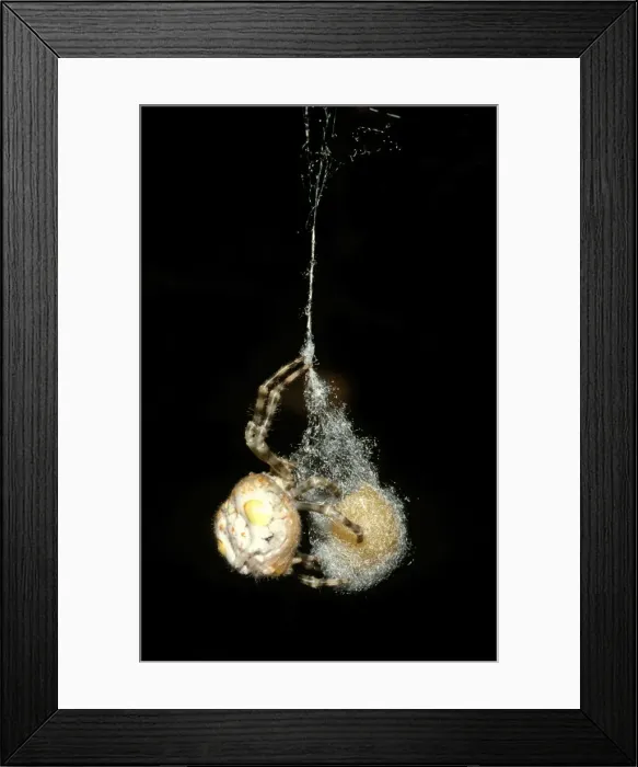 Framed Print : CLY02056. AUS-278. Magnificent spider - laying eggs into base of egg sac Framed Print : CLY02056. AUS-278. Magnificent spider - laying eggs into base of egg sac