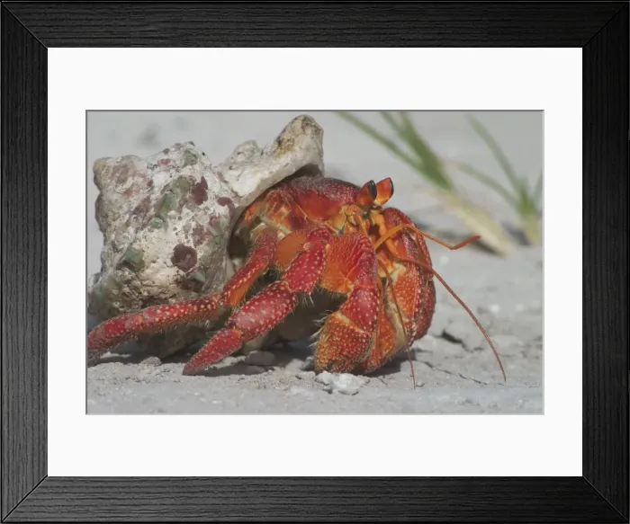 Framed Print : Red Hermit Crab - Emerging from its shell. On Home Island, Cocos (Keeling) Islands, Indian Ocean