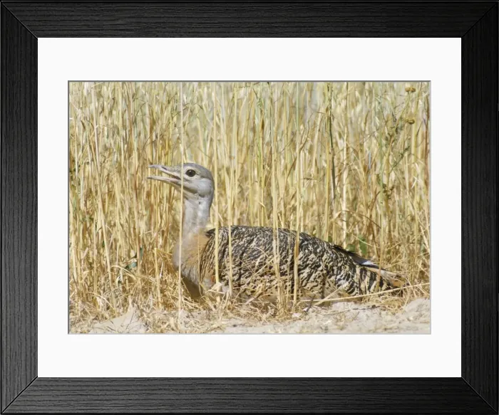 Framed Print : Great Bustard - at nest - Portugal Framed Print : Great Bustard - at nest - Portugal