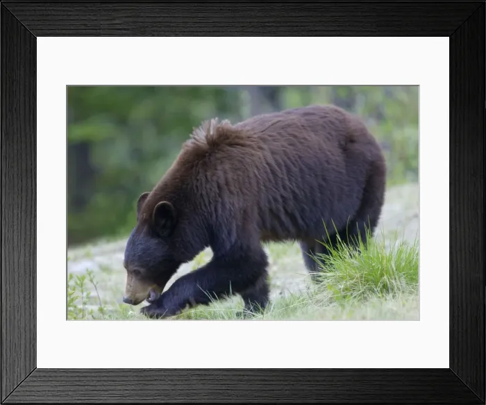 Framed Print : Black Bear - female - Canadian Rocky Mountains - Alberta - Canada MA002054 Framed Print : Black Bear - female - Canadian Rocky Mountains - Alberta - Canada MA002054