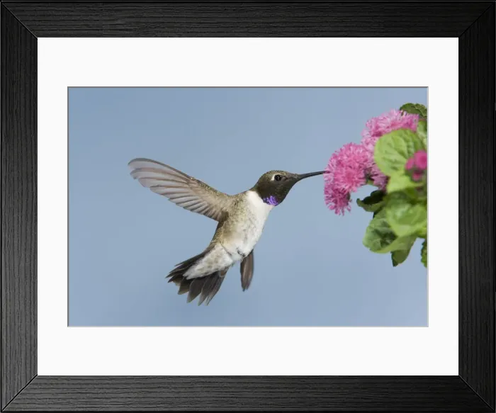 Framed Print : Black-chinned Hummingbird - male - in flight feeding at flower - British Columbia - Canada BI018949 Framed Print : Black-chinned Hummingbird - male - in flight feeding at flower - British Columbia - Canada BI018949