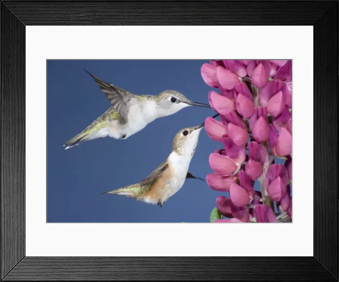 Framed Print : Black-chinned & Rufous Hummingbirds (Selasphorus rufus) - females at Lupine flower - British Columbia - Canada BI018629 Framed Print : Black-chinned & Rufous Hummingbirds (Selasphorus rufus) - females at Lupine flower - British Columbia - Canada BI018629