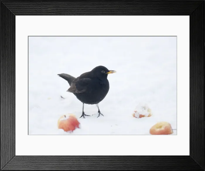 Framed Print : Blackbird - male - feeding on apples in snow - Essex, UK BI019376 Framed Print : Blackbird - male - feeding on apples in snow - Essex, UK BI019376
