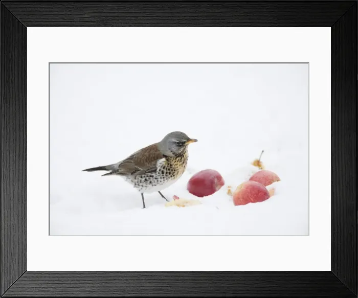 Framed Print : Fieldfare - feeding on apples in snow - Essex, UK BI019349 Framed Print : Fieldfare - feeding on apples in snow - Essex, UK BI019349