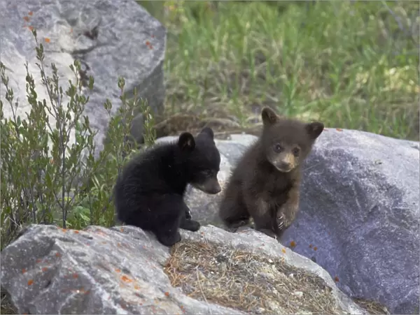 Black Bear - two cubs playing on rocks - one black one cinnamon - Canadian Rocky Mountains - Alberta - Canada MA002126