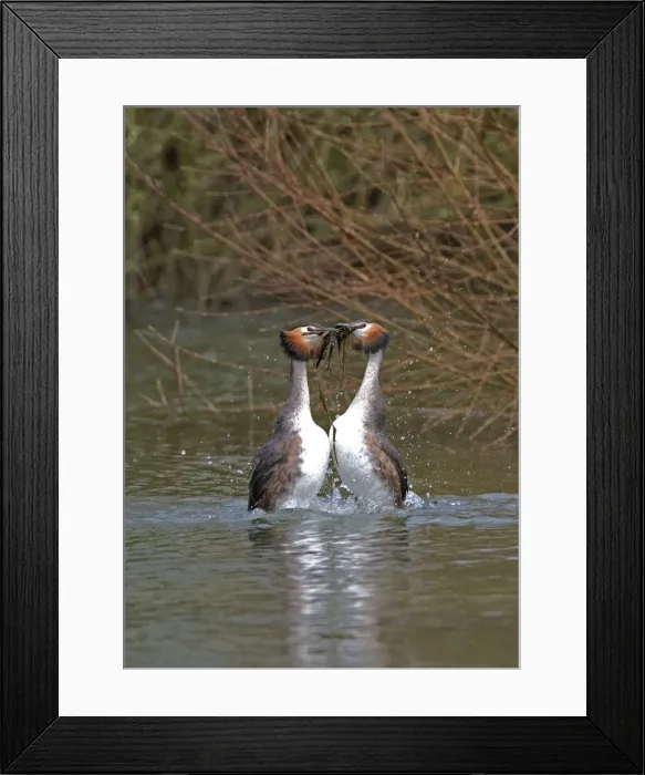 Framed Print : Great Crested Grebe - male and Female display weed dance with weeds, March. Norfolk, U. K Framed Print : Great Crested Grebe - male and Female display weed dance with weeds, March. Norfolk, U. K