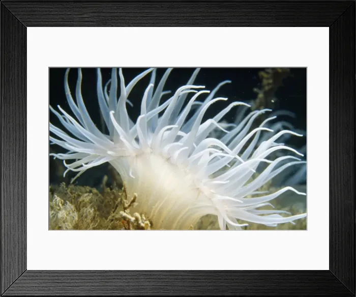 Framed Print : Sea Anemone Framed Print : Sea Anemone