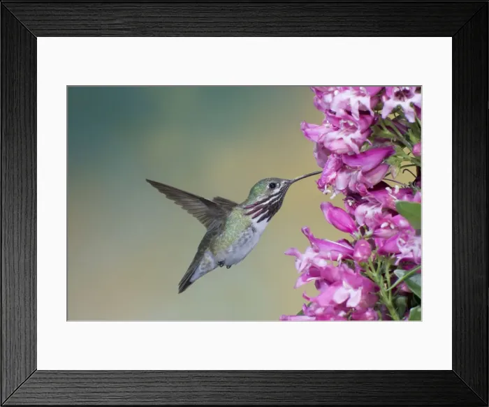 Framed Print : Calliope Hummingbird - male - in flight at Penstemon flower - British Columbia - Canada BI018604 Framed Print : Calliope Hummingbird - male - in flight at Penstemon flower - British Columbia - Canada BI018604