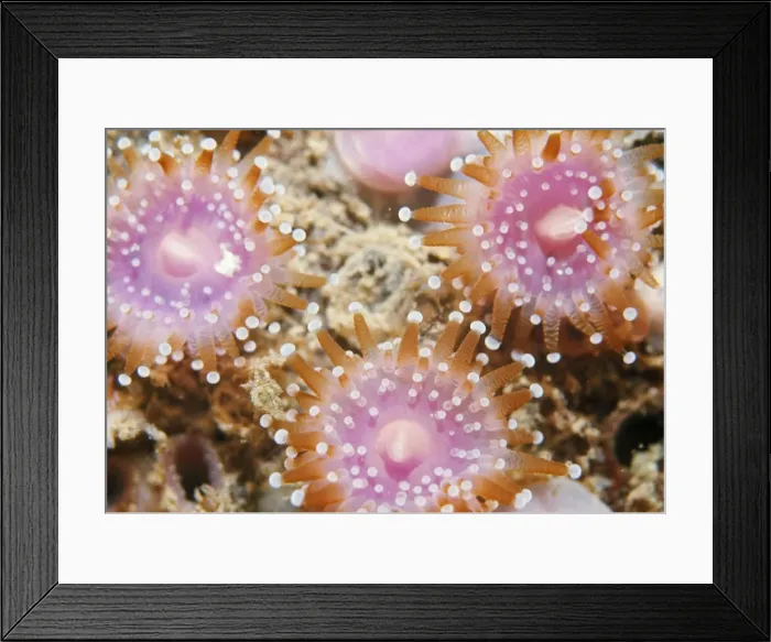 Framed Print : Jewel Anemone UK Framed Print : Jewel Anemone UK