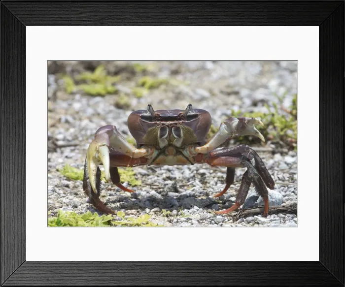 Framed Print : A land crab on Pulu Keeling National Park, the northernmost atoll of the Cocos (Keeling) Islands, Indian Ocean. This is a burrowing crab, omnivorous but largely vegetarian. Appears to lack a recognised common name Framed Print : A land crab on Pulu Keeling National Park, the northernmost atoll of the Cocos (Keeling) Islands, Indian Ocean. This is a burrowing crab, omnivorous but largely vegetarian. Appears to lack a recognised common name