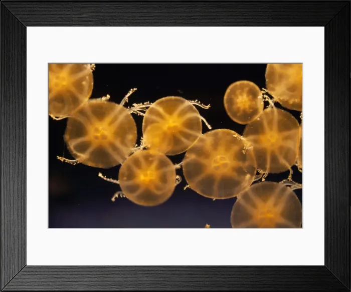 Framed Print : Upside-down Jellyfish Framed Print : Upside-down Jellyfish