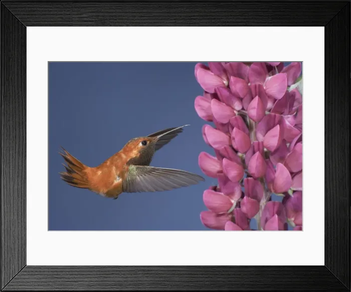 Framed Print : Rufous Hummingbird - male - in flight at Lupine flower - British Columbia - Canada BI018652 Framed Print : Rufous Hummingbird - male - in flight at Lupine flower - British Columbia - Canada BI018652