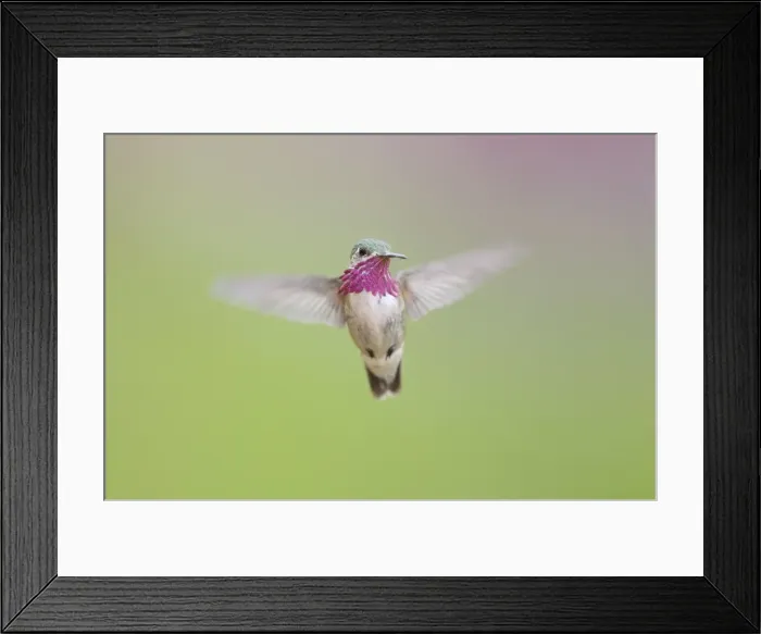 Framed Print : Caliope Hummingbird - male - in flight - British Columbia, Canada BI019250 Framed Print : Caliope Hummingbird - male - in flight - British Columbia, Canada BI019250