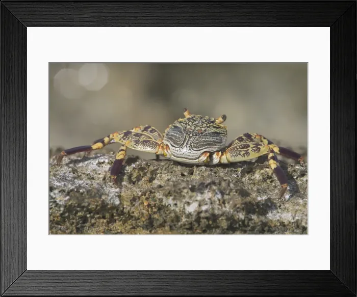 Framed Print : Light-footed Rock Crab - This species usually inhabits the exposed rocky ocean side of Home Island, Cocos (Keeling) Islands, Indian Ocean where it eats algae. Also known as Thin-shelled Rock Crab Framed Print : Light-footed Rock Crab - This species usually inhabits the exposed rocky ocean side of Home Island, Cocos (Keeling) Islands, Indian Ocean where it eats algae. Also known as Thin-shelled Rock Crab