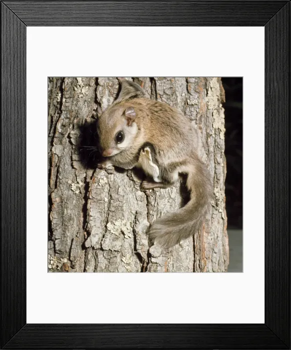 Framed Print : Flying Squirrel Framed Print : Flying Squirrel