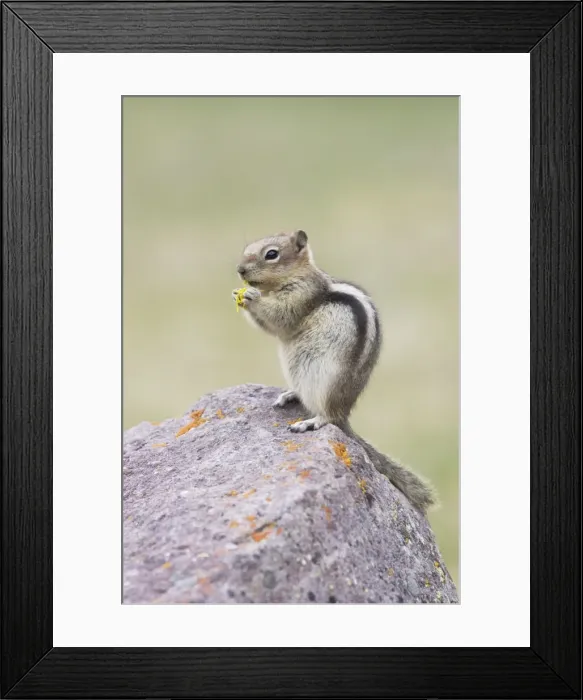 Framed Print : Golden Mantled Ground Squirrel - eating Dandelion flower - Rocky Mountains - Alberta - Canada MA001940 Framed Print : Golden Mantled Ground Squirrel - eating Dandelion flower - Rocky Mountains - Alberta - Canada MA001940