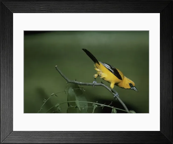 Framed Print : Yellow Oriole - perched on a branch - rear view Framed Print : Yellow Oriole - perched on a branch - rear view