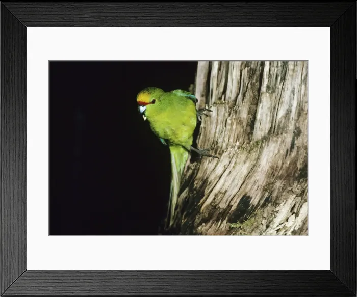 Framed Print : Yellow-crowned parakeet - perched on trunk of tree - Arthurs Pass National Park New Zealand Framed Print : Yellow-crowned parakeet - perched on trunk of tree - Arthurs Pass National Park New Zealand