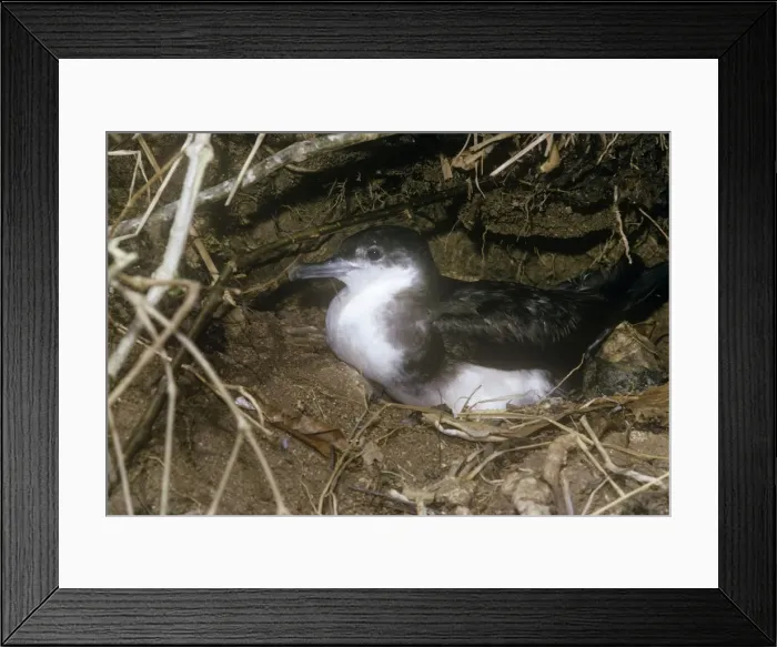 Framed Print : Audubon's Shearwater - on nest Framed Print : Audubon's Shearwater - on nest