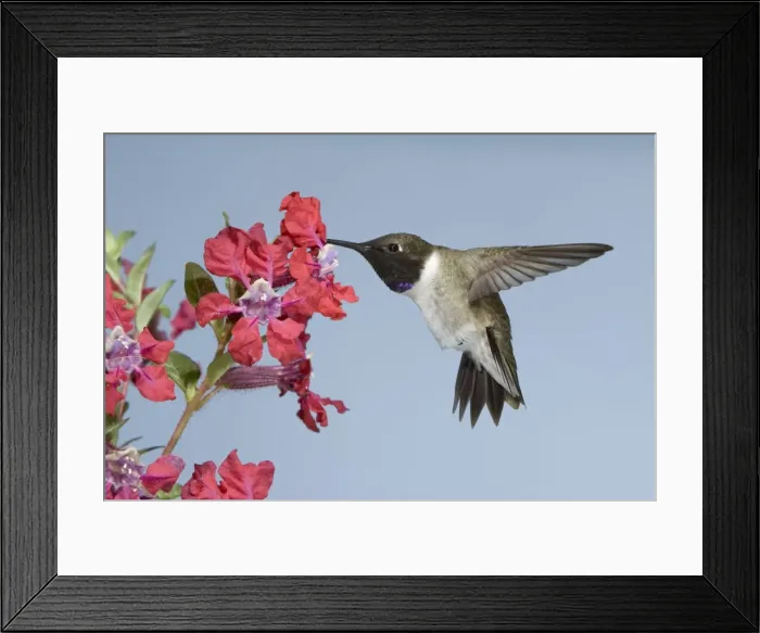 Framed Print : Black-chinned Hummingbird - male - in flight at flower - British Columbia - Canada BI019103 Framed Print : Black-chinned Hummingbird - male - in flight at flower - British Columbia - Canada BI019103