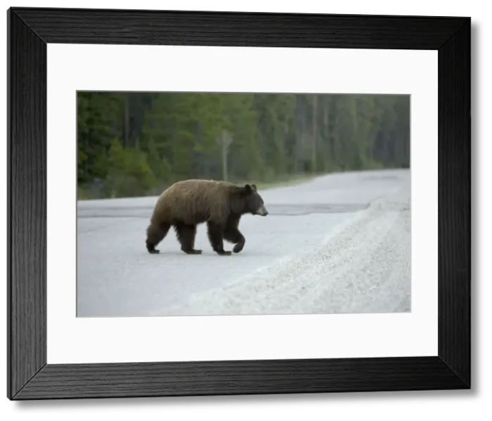 Framed Print : Black Bear - female crossing road - Canadian Rocky Mountains - Alberta - Canada MA002187 Framed Print : Black Bear - female crossing road - Canadian Rocky Mountains - Alberta - Canada MA002187
