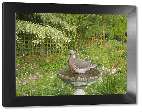 Woodpigeon - in garden bird bath - Essex - UK BI019314