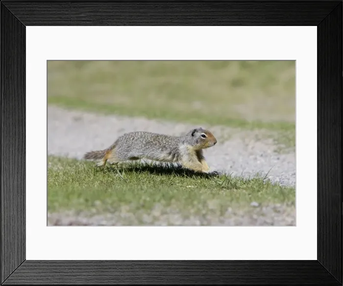 Framed Print : Golden Mantled Ground Squirrel - running - Rocky Mountains - Alberta - Canada MA002024 Framed Print : Golden Mantled Ground Squirrel - running - Rocky Mountains - Alberta - Canada MA002024