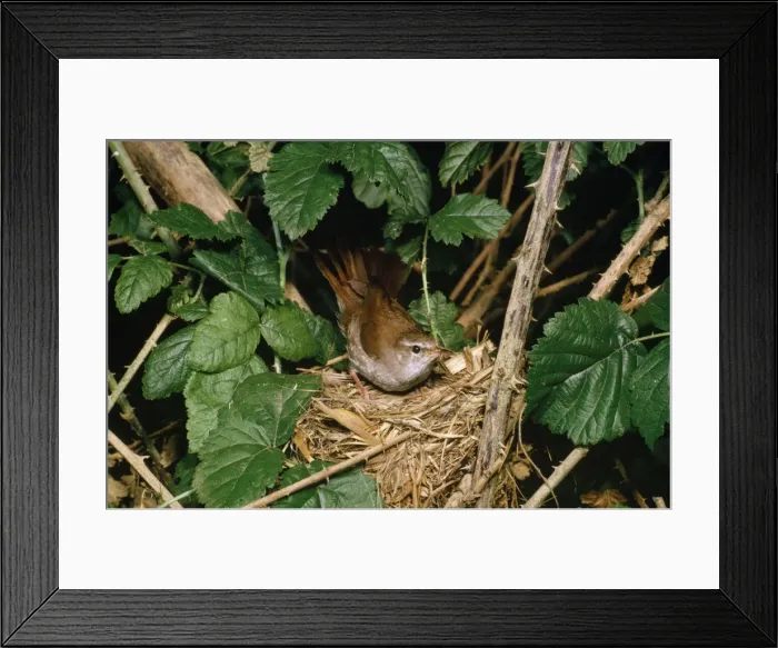 Framed Print : Cettis Warbler - at nest Framed Print : Cettis Warbler - at nest