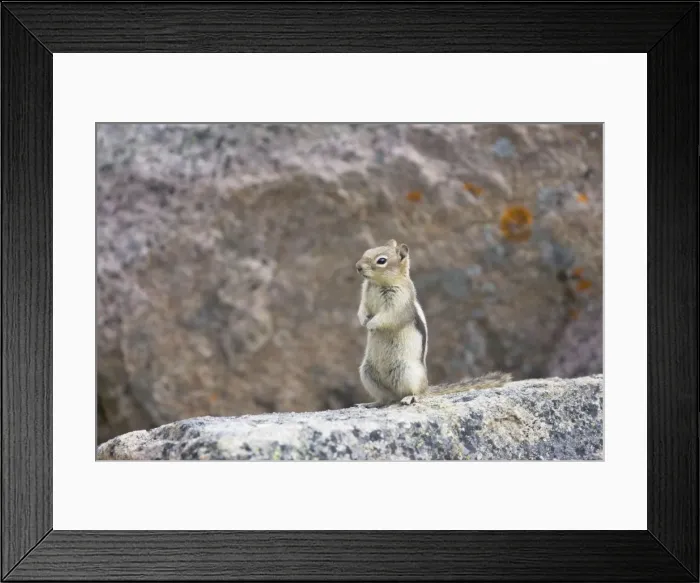Framed Print : Golden Mantled Ground Squirrel - Rocky Mountains - Alberta - Canada MA001921 Framed Print : Golden Mantled Ground Squirrel - Rocky Mountains - Alberta - Canada MA001921