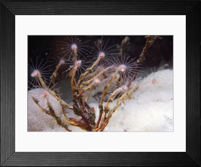 Framed Print : Oaten Pipe Hydroid - type of colonial hydroid. UK Framed Print : Oaten Pipe Hydroid - type of colonial hydroid. UK
