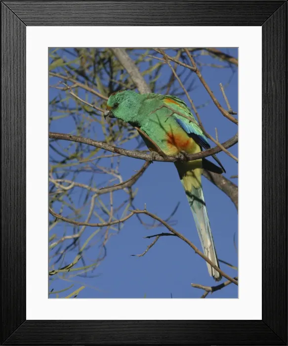 Framed Print : Mulga parrot, male. Alice Springs. Northern Territory, Australia. Psephotus varius © Don Hadden / ARDEA LONDON Framed Print : Mulga parrot, male. Alice Springs. Northern Territory, Australia. Psephotus varius © Don Hadden / ARDEA LONDON