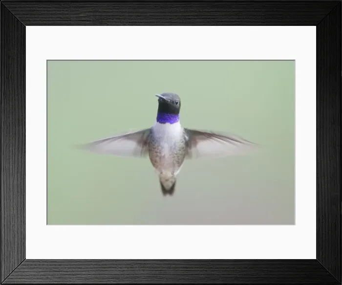 Framed Print : Black-chinned Hummingbird - male - in flight - British Columbia - Canada BI019228 Framed Print : Black-chinned Hummingbird - male - in flight - British Columbia - Canada BI019228
