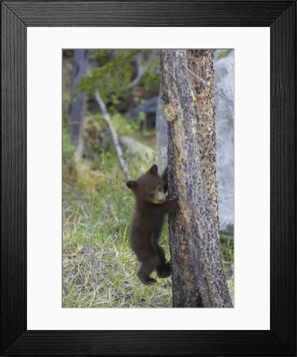 Framed Print : Black Bear - cub climbing tree - Canadian Rocky Mountains - Alberta - Canada MA002075 Framed Print : Black Bear - cub climbing tree - Canadian Rocky Mountains - Alberta - Canada MA002075
