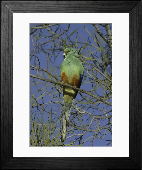 Framed Print : Mulga parrot, male. Alice Springs. Northern Territory, Australia. Psephotus varius © Don Hadden / ARDEA LONDON Framed Print : Mulga parrot, male. Alice Springs. Northern Territory, Australia. Psephotus varius © Don Hadden / ARDEA LONDON