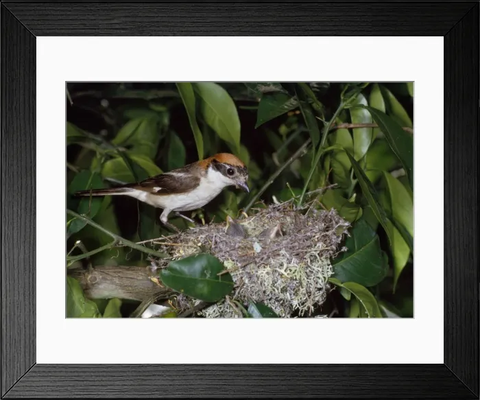 Framed Print : Woodchat Shrike - at nest with young Framed Print : Woodchat Shrike - at nest with young