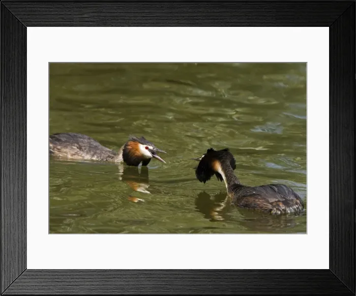 Framed Print : Great Crested Grebe - two males threatning each other with their crests raised, March. Norfolk, U. K Framed Print : Great Crested Grebe - two males threatning each other with their crests raised, March. Norfolk, U. K