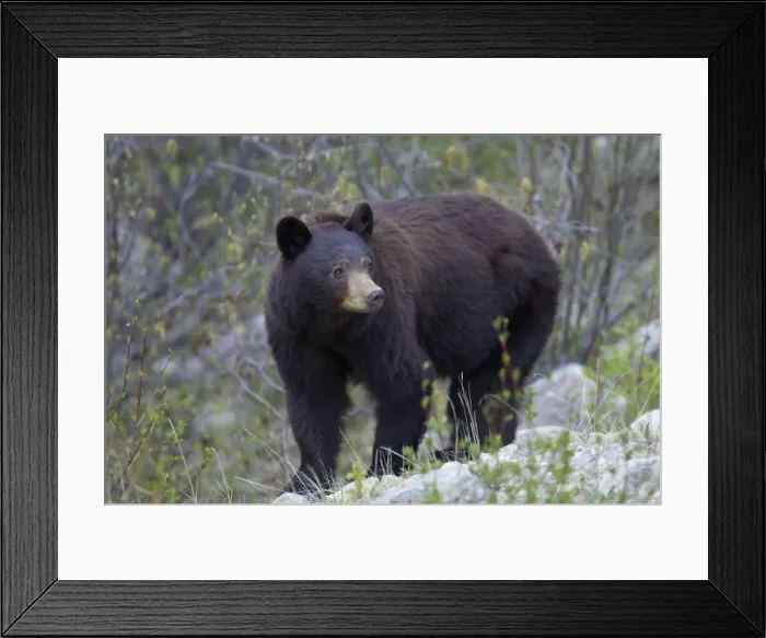 Framed Print : Black Bear - female - Canadian Rocky Mountains - Alberta - Canada MA002058 Framed Print : Black Bear - female - Canadian Rocky Mountains - Alberta - Canada MA002058