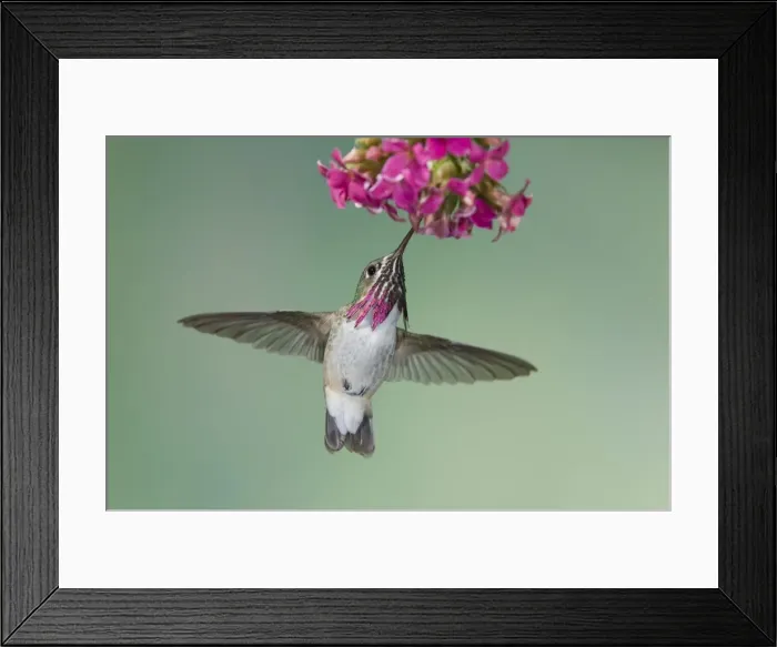 Framed Print : Calliope Hummingbird - male - in flight feeding at flower - British Columbia - Canada BI018931 Framed Print : Calliope Hummingbird - male - in flight feeding at flower - British Columbia - Canada BI018931