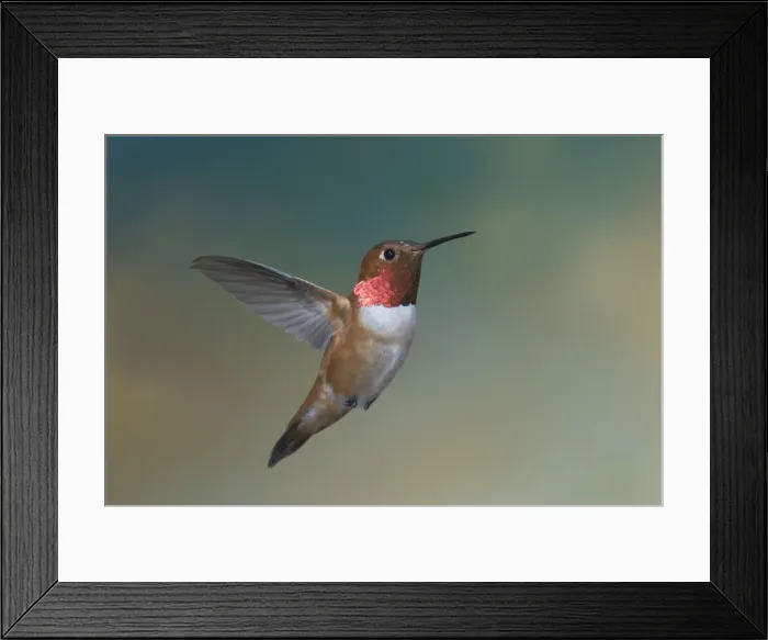 Framed Print : Rufous Hummingbird - male - in flight - British Columbia - Canada BI018627 Framed Print : Rufous Hummingbird - male - in flight - British Columbia - Canada BI018627