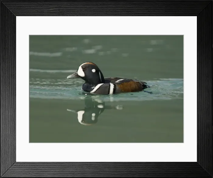 Framed Print : Harlequin Duck - male - Canadian Rocky Mountains Alberta, Canada BI018547 Framed Print : Harlequin Duck - male - Canadian Rocky Mountains Alberta, Canada BI018547