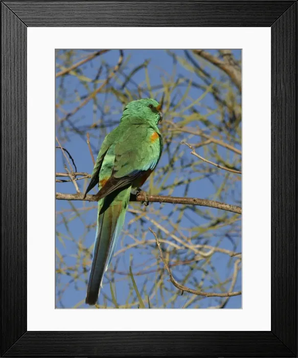 Framed Print : Mulga Parrot Male Alice Springs. Northern Territory, Australia