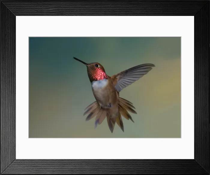 Framed Print : Rufous Hummingbird - male - threatening approaching rival in flight - British Columbia - Canada BI018628 Framed Print : Rufous Hummingbird - male - threatening approaching rival in flight - British Columbia - Canada BI018628